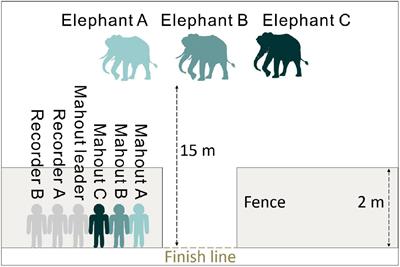 Prolonged proximity to humans ensures better performance of semi-captive Asian elephants at discriminating between human individuals by voice